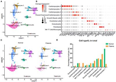 Single-Cell Transcriptome Analysis Decipher New Potential Regulation Mechanism of ACE2 and NPs Signaling Among Heart Failure Patients Infected With SARS-CoV-2